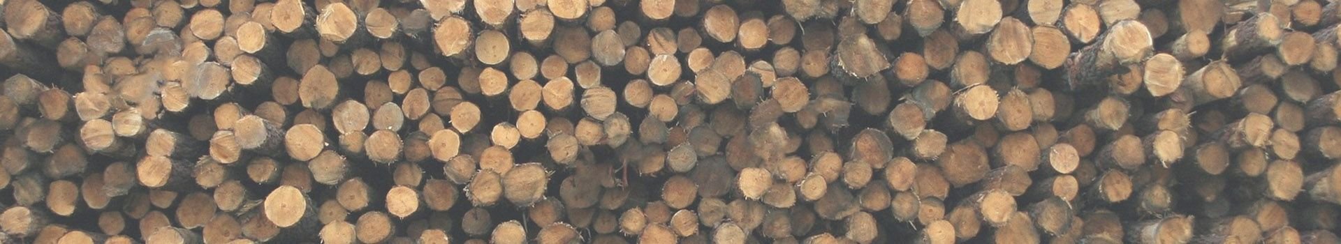 Ketten für die Holzindustrie Holzstämme